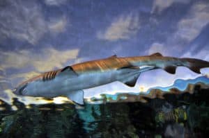 shark in ripley's aquarium of the smokies