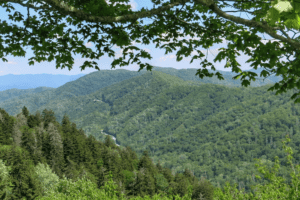 newfound gap road smoky mountains spring