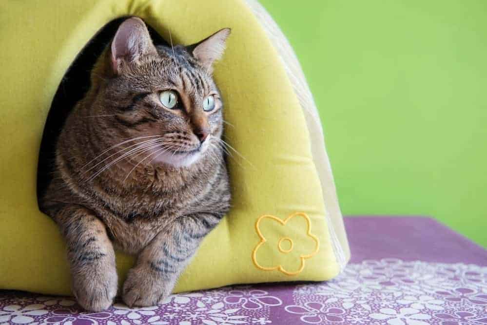 A cat in a yellow cushion igloo.