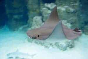 Stingray in an aquarium