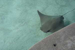 sting ray at ripley's aquarium
