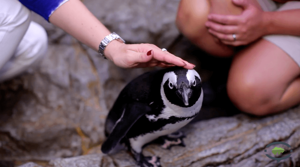 A woman petting a penguin at Ripley's Aquarium of the Smokies.