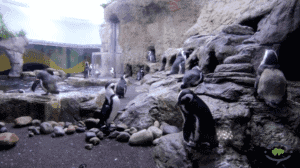 The Penguin Playhouse at Ripley's Aquarium in Gatlinburg