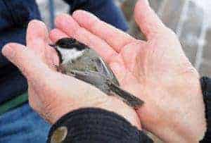 Bird banding a Black-capped Chickadee.