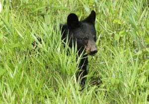 Black bear hiding in the Smoky Mountains