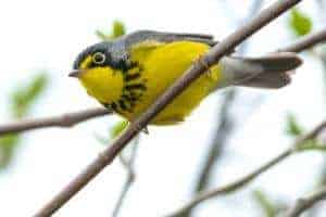 Canada Warbler perched on a branch.