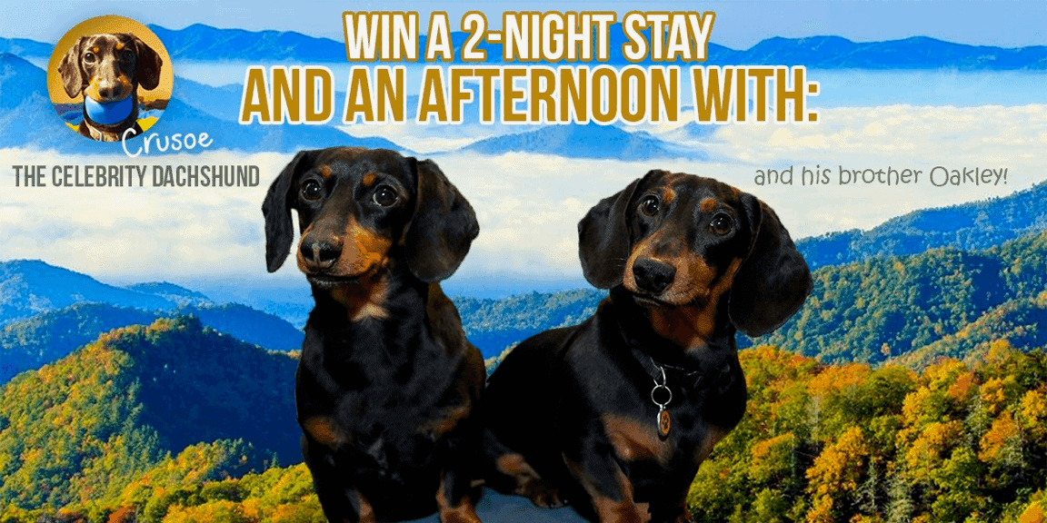 Crusoe the Celebrity Dachshund is Visiting the Smoky Mountains - Visit My  Smokies