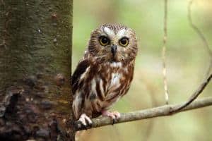 Northern Saw-whet Owl on a branch.