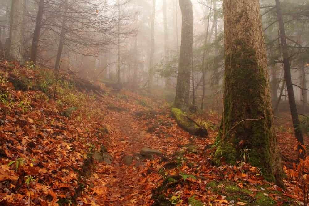 foggy hiking trail
