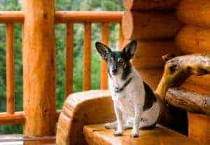 A dog sitting on the porch of a cabin.