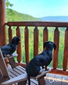 crusoe the dachshund in the smoky mountains
