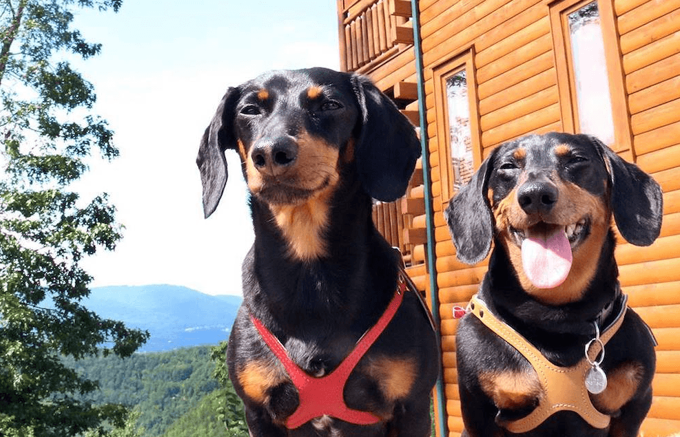 Crusoe and Oakley at their cabin