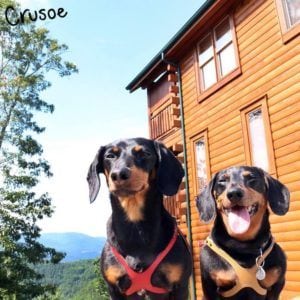 Crusoe at their Smoky Mountain cabin
