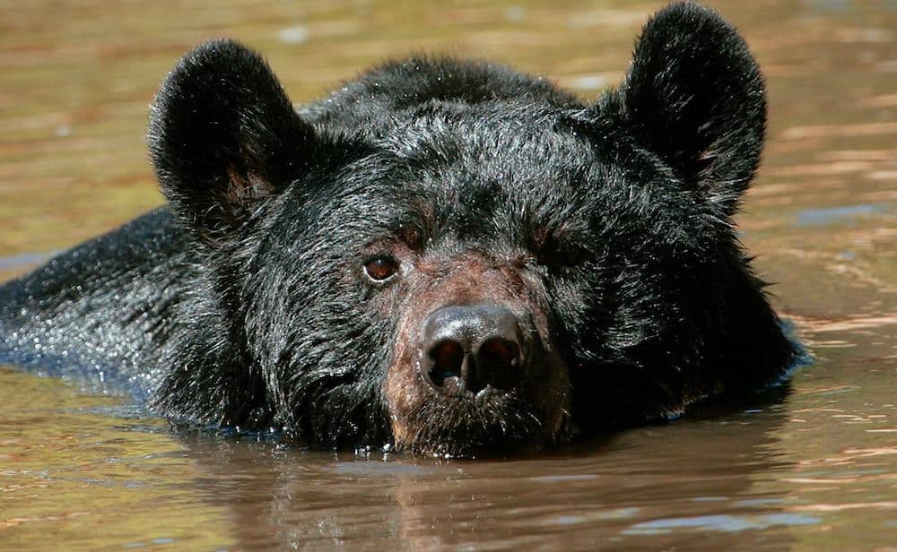 The head of a black bear sticking out of the water.