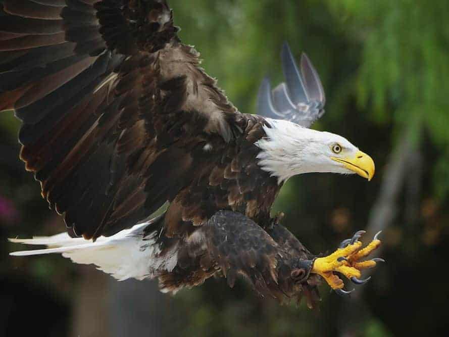 A bald eagle in flight.