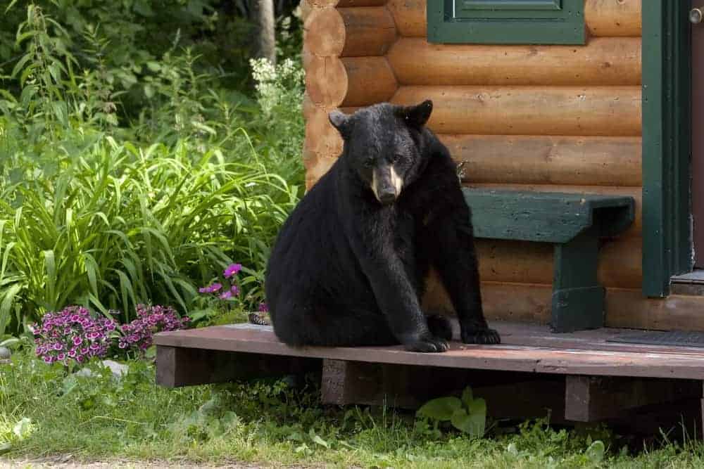 Black bear on the porch of a cabin.