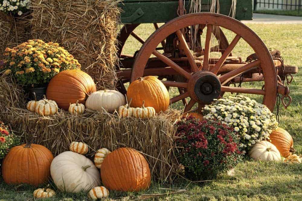 Pumpkins and hay at a fall festival.