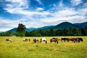 A group of horses grazing in Cades Cove.