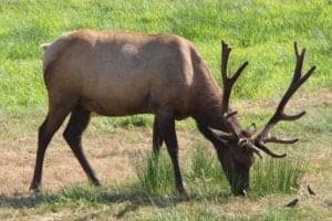 An elk grazing in the grass.