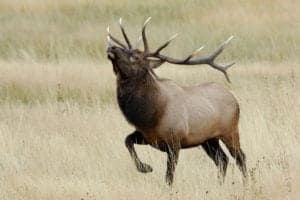 An elk prancing through the grass