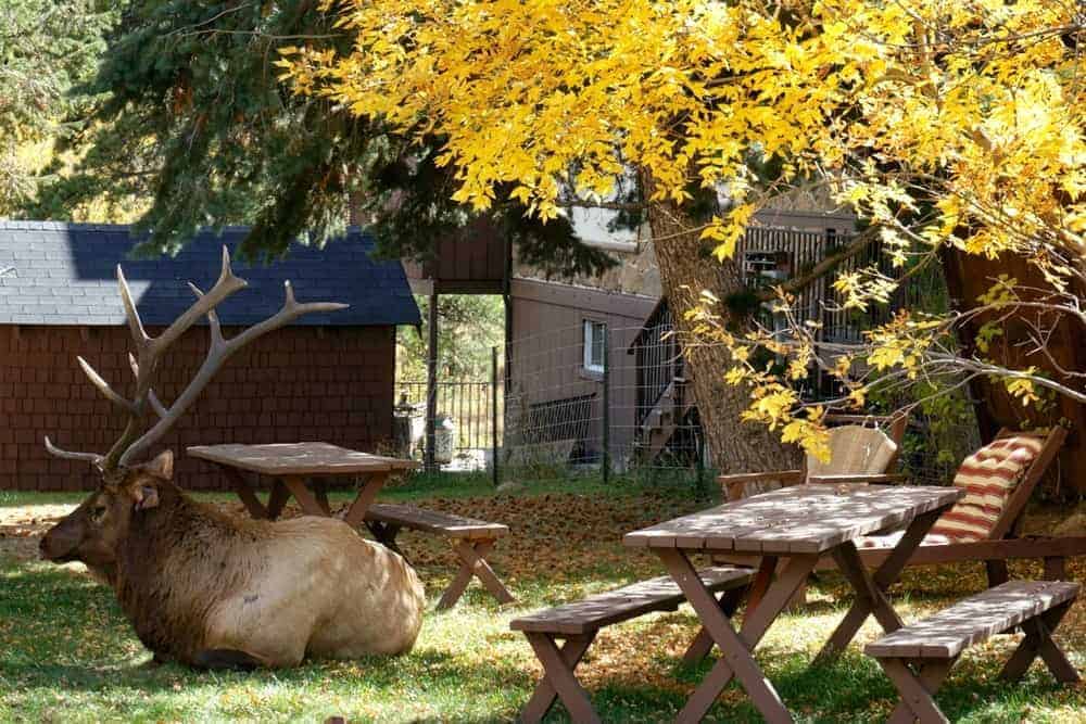 An elk relaxing in someone's backyard.