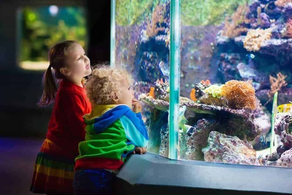 Two kids looking at the fish at an aquarium