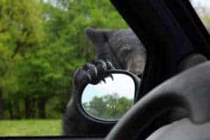 A black bear with his paw on a rearview mirror.