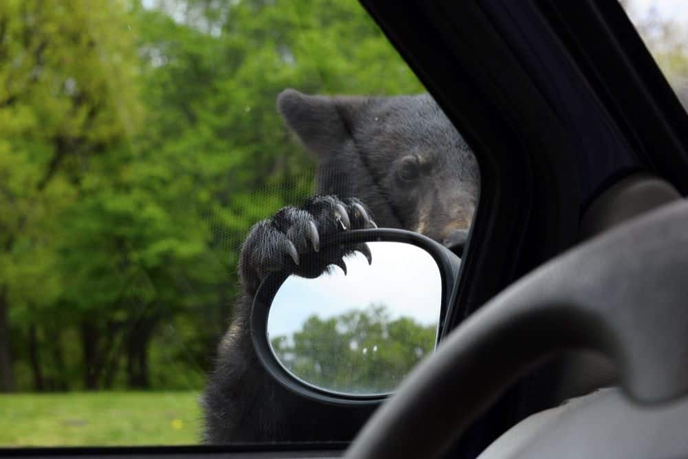 A black bear with his paw on a rearview mirror.