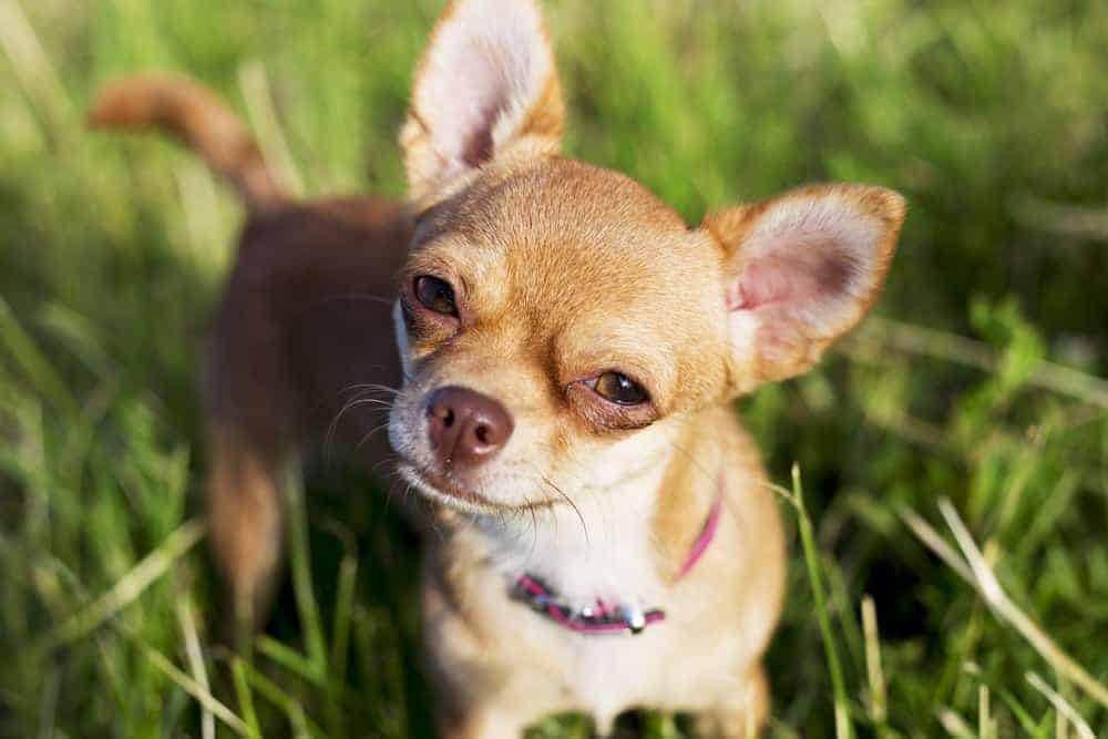 A chihuahua in the grass.