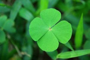 four leaf clover