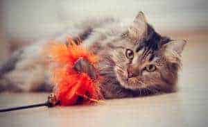 cat-with-toy-smoky-mountain