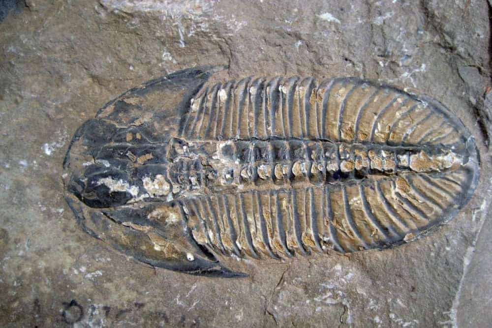 A trilobite fossil.