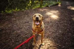 dog hiking in the smoky mountains