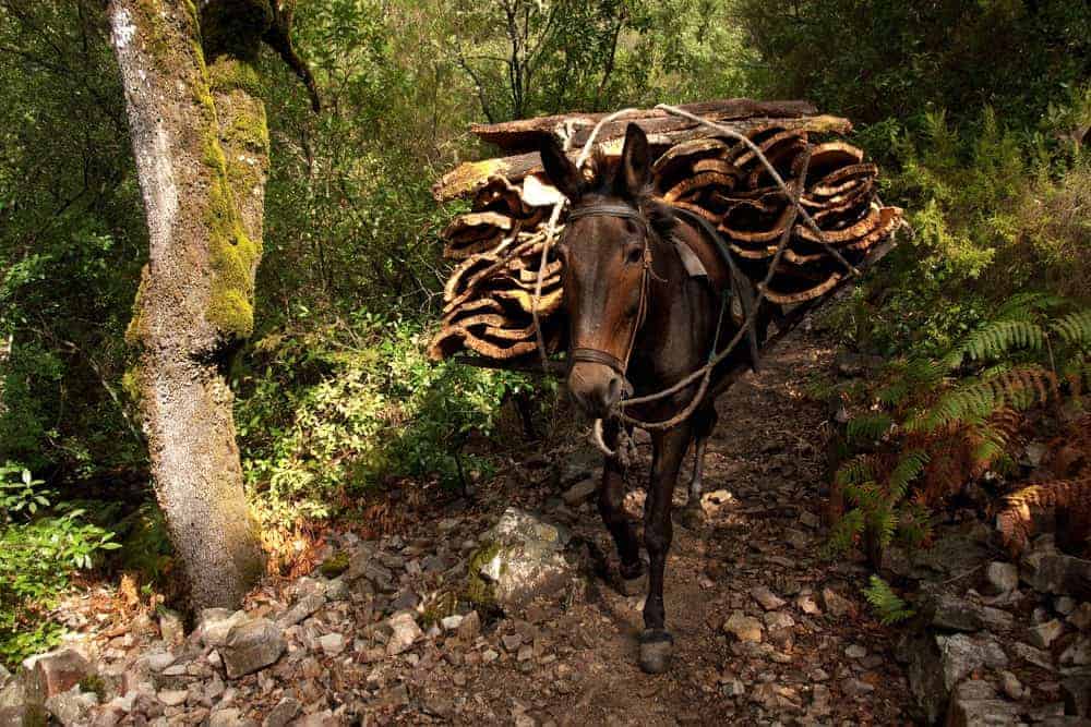 A mule carrying supplies through a forest.