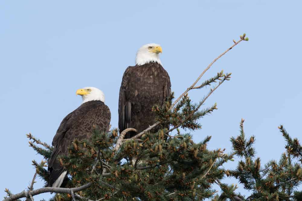 A pair of bald eagles perched on a tree.