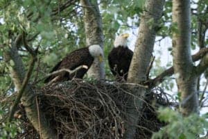 Two bald eagles in a nest.