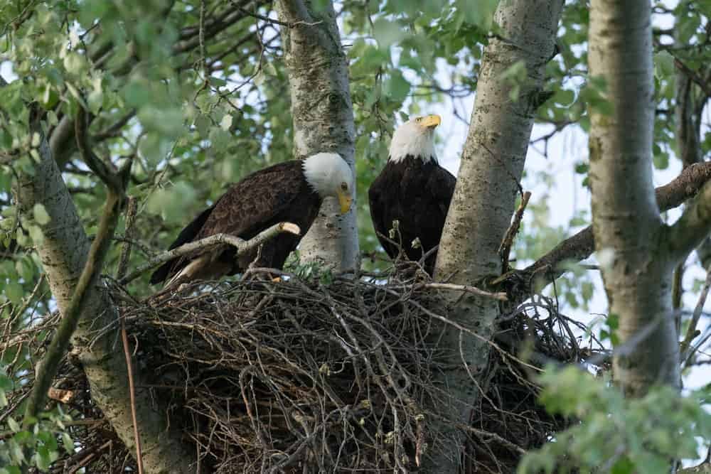 Two bald eagles in a nest.