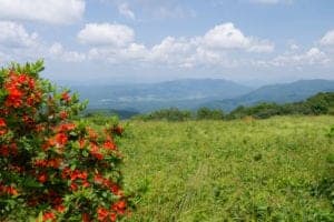 wildflowers in gregory bald