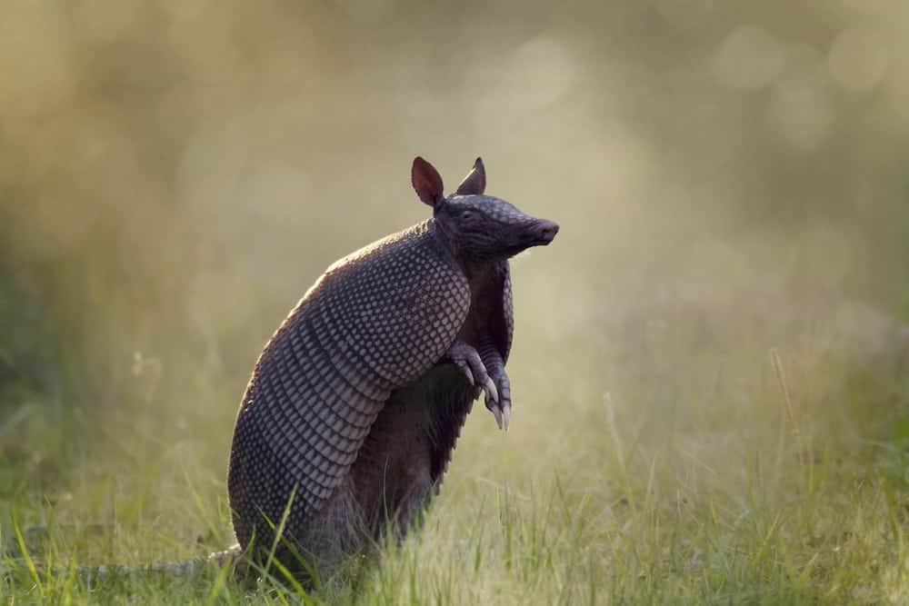 An armadillo standing in a field.