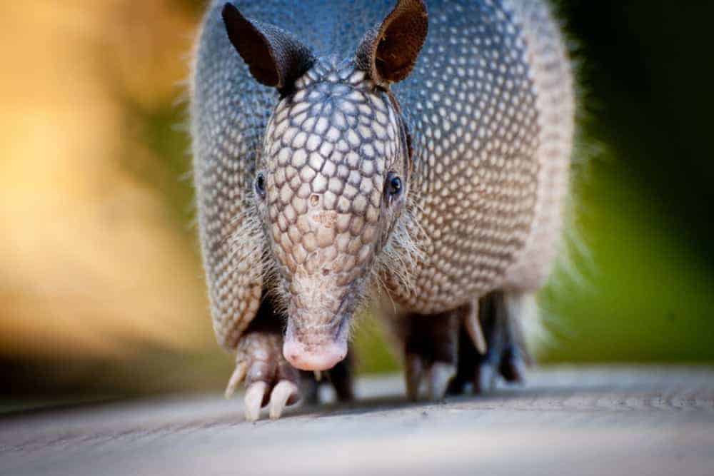 Close-up of an armadillo.