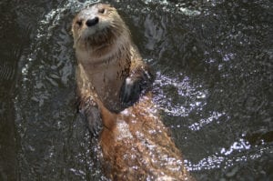 otter floating in the river