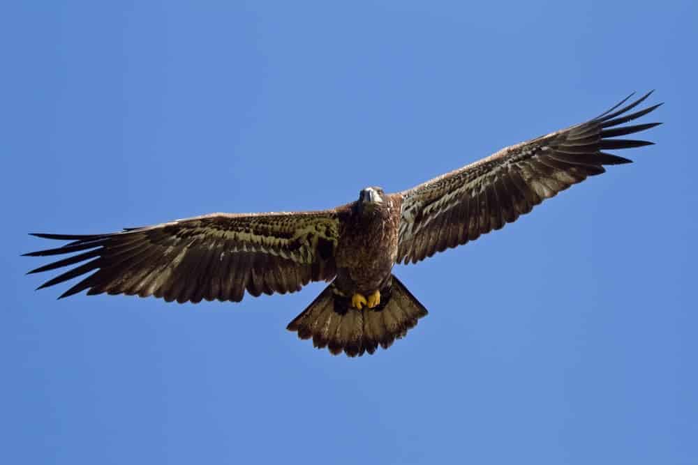 A juvenile bald eagle in flight.