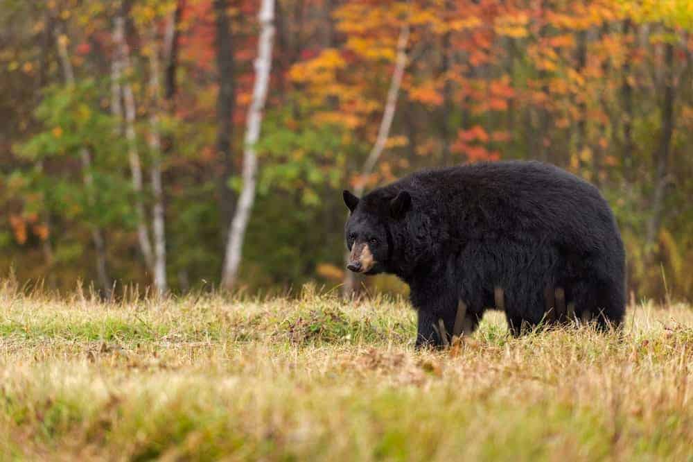 black bear in a field in autumn