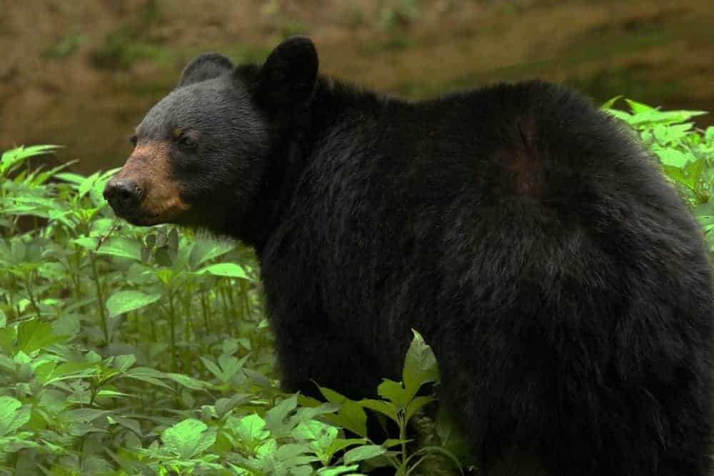 black bear in the smoky mountains