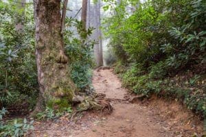 Trillium Gap Trail in the Smoky Mountains