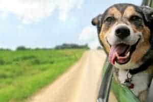 dog riding in the car