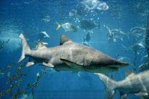 shark in aquarium