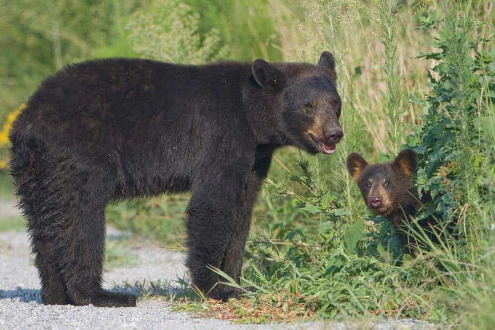 black bear with cub