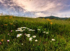 wildflowers in the smoky mountains