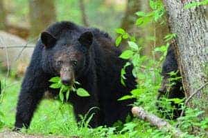 black bear in the smoky mountains